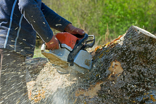 Best Seasonal Cleanup (Spring/Fall)  in Riverside, OH